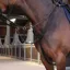Velociti Lusso Elite Elastic Breastplate - Black