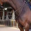 Velociti Lusso Elite Elastic Breastplate - Havana