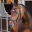 Velociti Lusso Elite Ergonomic Padded Flash Bridle - Black