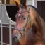 Velociti Lusso Elite Ergonomic Padded Flash Bridle - Havana