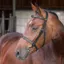 Velociti Lusso Elite Hunter Bridle - Black
