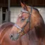 Velociti Lusso Elite Hunter Bridle - Brown