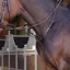 Velociti Lusso Elite Running Martingale - Havana