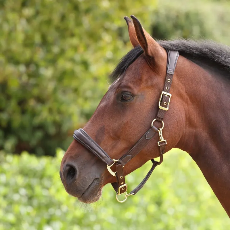 Velociti Lusso Padded Leather Halter - Havana-2