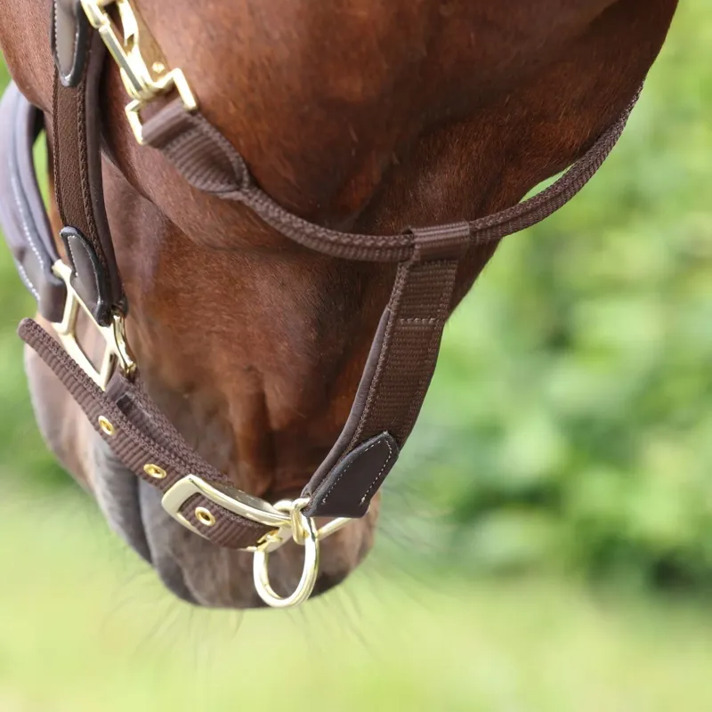 Velociti Lusso Padded Leather Halter - Havana-3