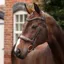 Velociti Lusso Opus 180M Dressage Cavesson Bridle - Havana