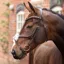Velociti Lusso Opus 180M Grackle Bridle - Havana