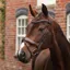 Velociti Lusso Opus 180M Dressage Flash Bridle - Havana