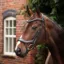 Velociti Lusso Opus 180M Ergonomic Dressage Flash Bridle - Black