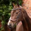 Velociti LUSSO Opus 180M Ergonomic Dressage Flash Bridle - Havana
