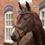 Velociti Lusso Opus 180M Padded Flash Bridle - Brown