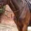 Velociti Lusso Opus Running Martingale - Havana