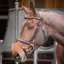 Velociti RAPIDA Training Bridle - Havana