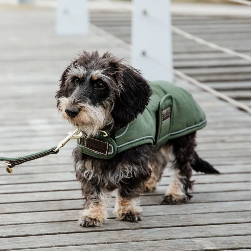 Kentucky Waterproof 300g Dog Coat - Olive-4