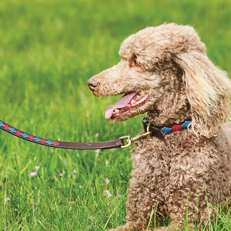 WeatherBeeta Polo Dog Collar - Beaufort Brown/Pink/Blue-2