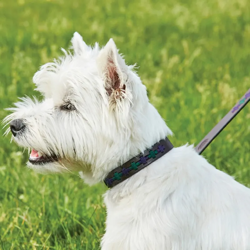 WeatherBeeta Polo Dog Collar - Beaufort Brown/Purple/Teal-1