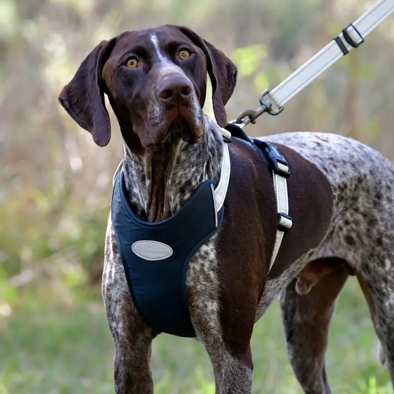 WeatherBeeta Explorer Dog Harness - Navy