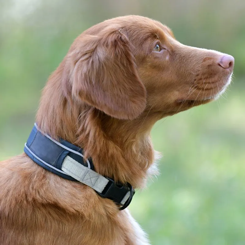 WeatherBeeta Explorer Dog Collar - Navy