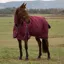 WeatherBeeta ComFiTec Prelim 220g Combo Turnout Blanket Burgundy/Navy