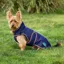 WeatherBeeta ComFiTec Premier Deluxe Waterproof Dog Coat - Navy