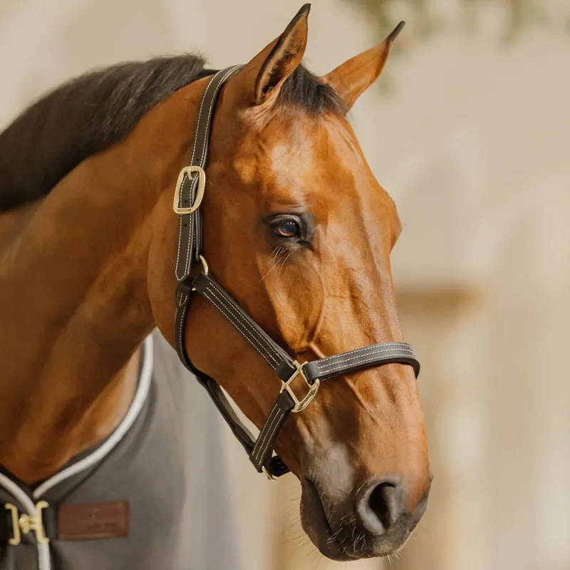 Kentucky Wellington Leather Halter - Black
