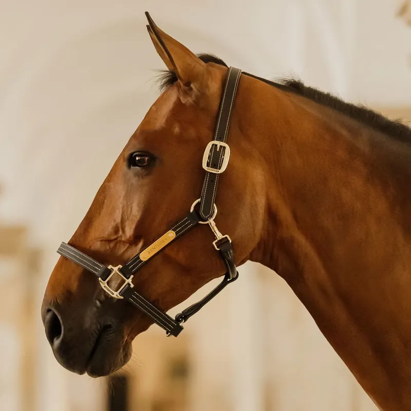 Kentucky Wellington Leather Halter - Black-1