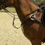 Windsor Leather Five Point Breastplate - Havana