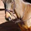 Windsor Running Martingale - Havana