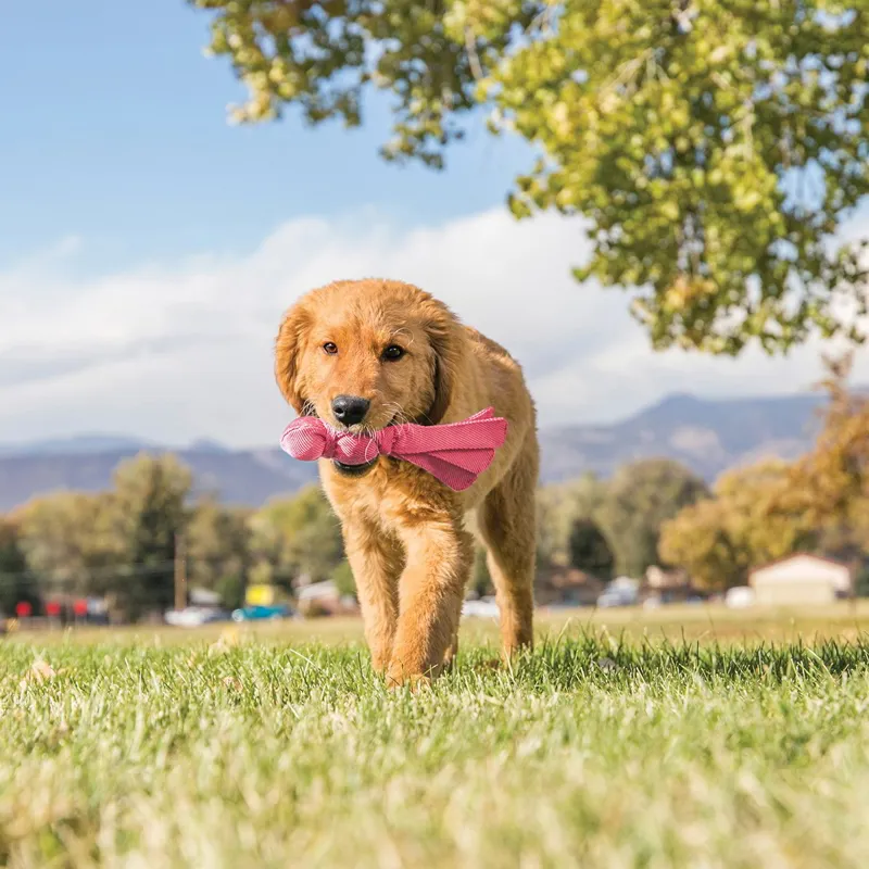 KONG Puppy Wubba-1